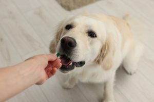 Cachorro da raça Golden Retriever recebendo petisco