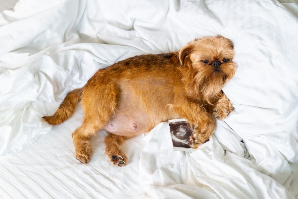 Cachorro grávido com ultrassom em cama branca