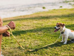 Cão sendo chamado por seu dono no parque