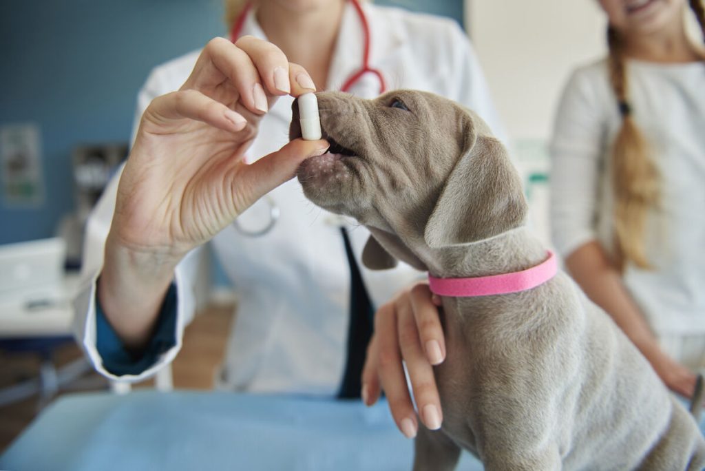 Veterinário dando remédio a cachorro filhote