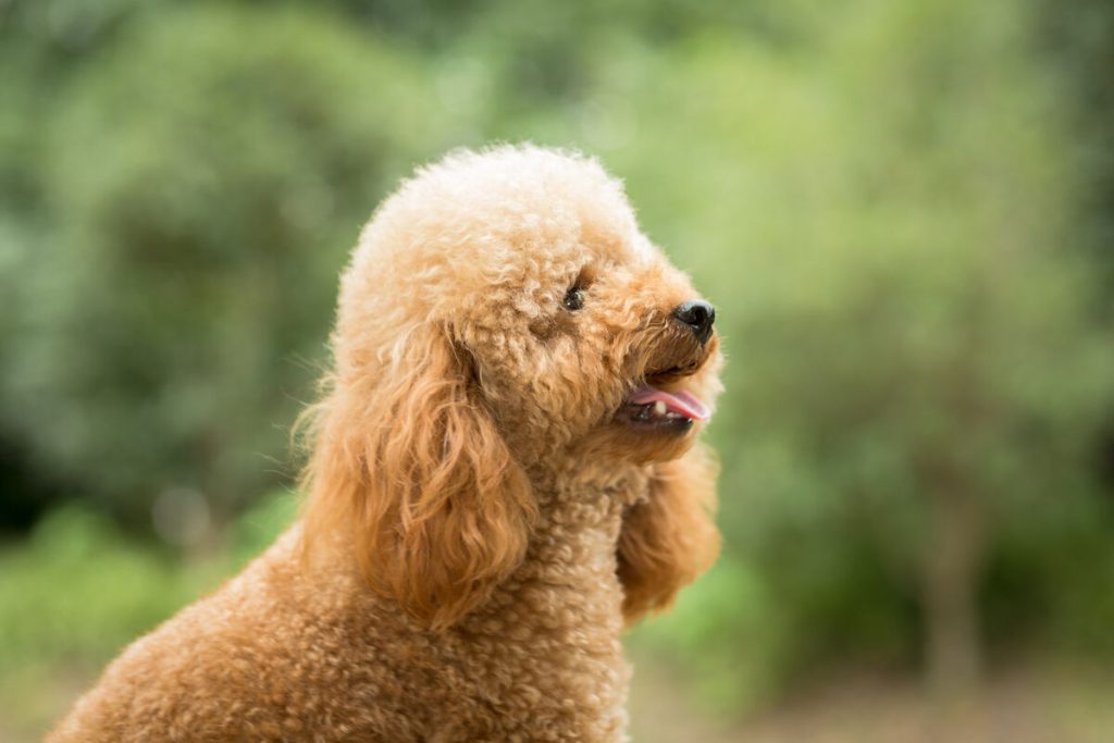 Poodle de perfil