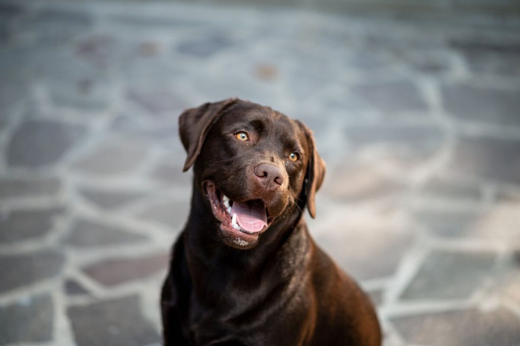 Labrador retriever com a boca aberta