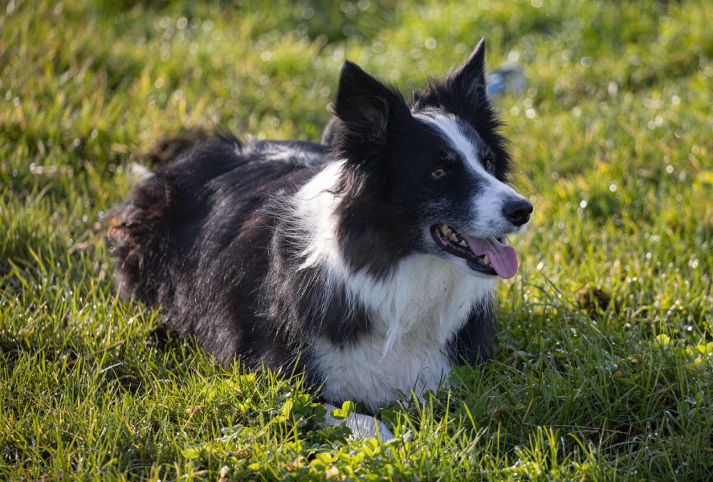 Cachorro da raça Border Collie em um campo verde.