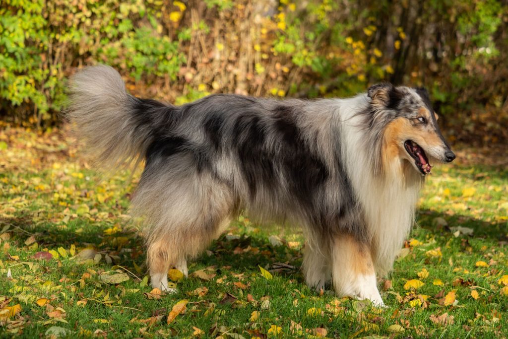 Collie de pelagem longa em parque no outono
