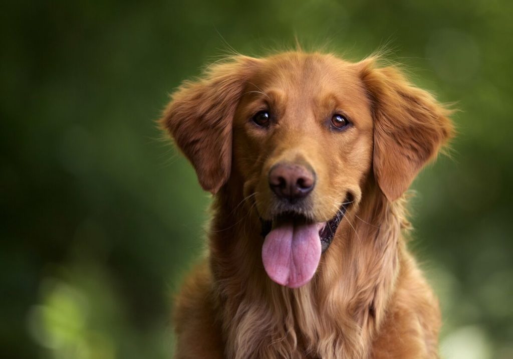 Golden Retriver sorrindo