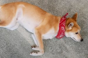Cachorro deitado com lenço vermelho