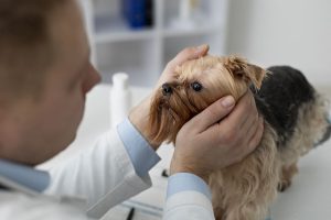 Veterinário examinando um cachorro Yorkie