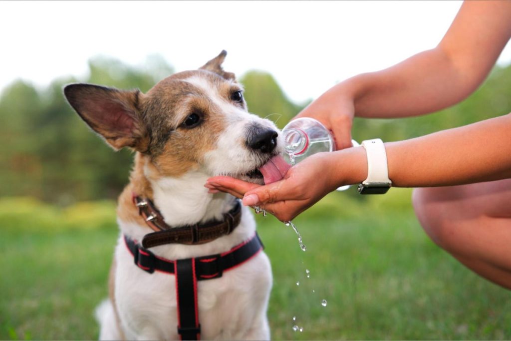 Cachorro bebendo água de um copo na grama