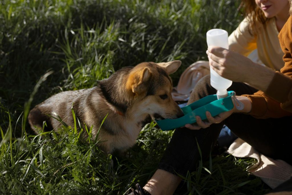 Cachorro bebendo água em um parque verde