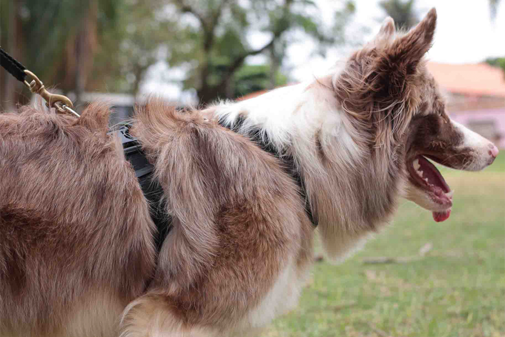 Cachorro da raça Border Collie em um parque.