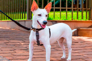 Cachorro branco com orelhas pontudas na calçada