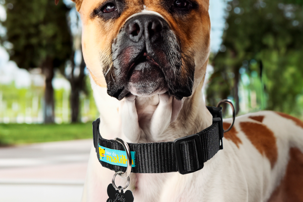 Cachorro com coleira preta em ambiente externo.