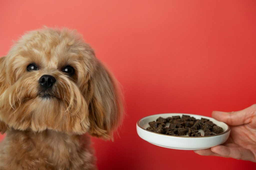 Cachorro fofo ao lado de um prato de petiscos
