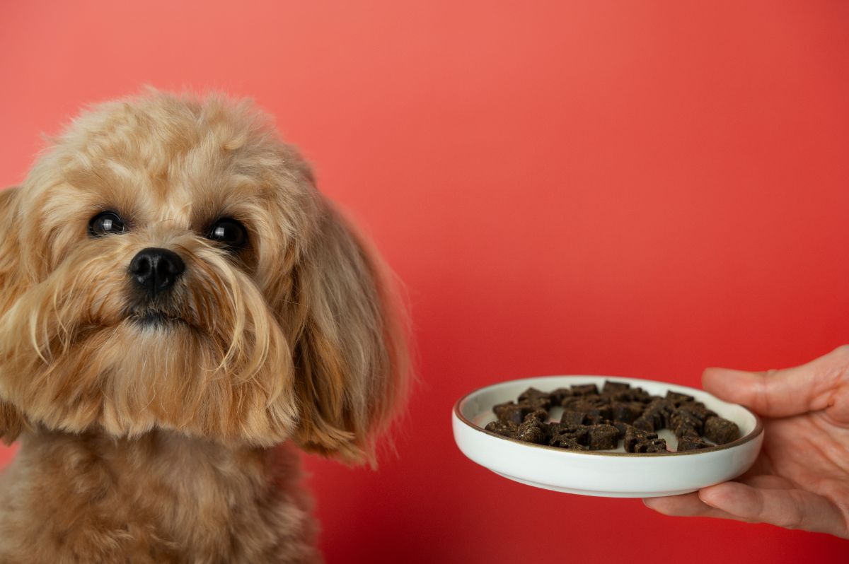 Cachorro com diarreia: o que dar pra melhorar? Entenda!