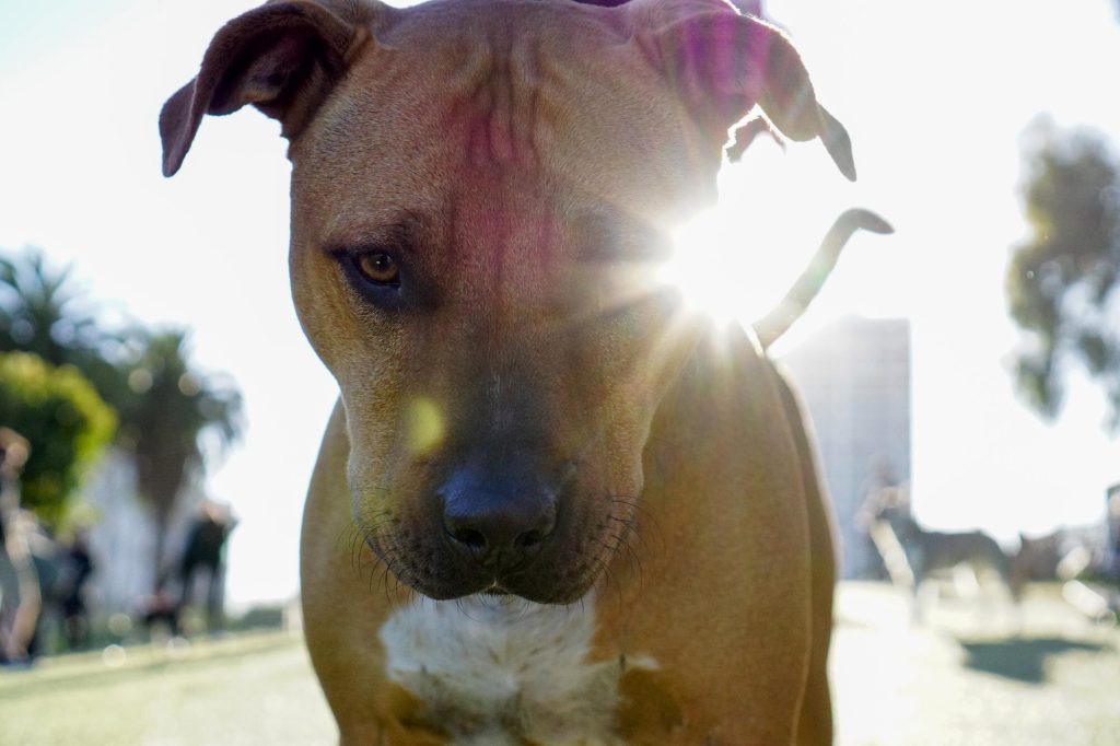 Cão pit bull com fundo iluminado pelo sol