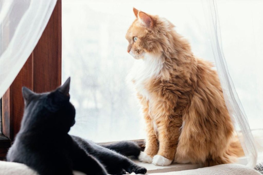 Gatinhos laranja e preto deitados olhando pela janela