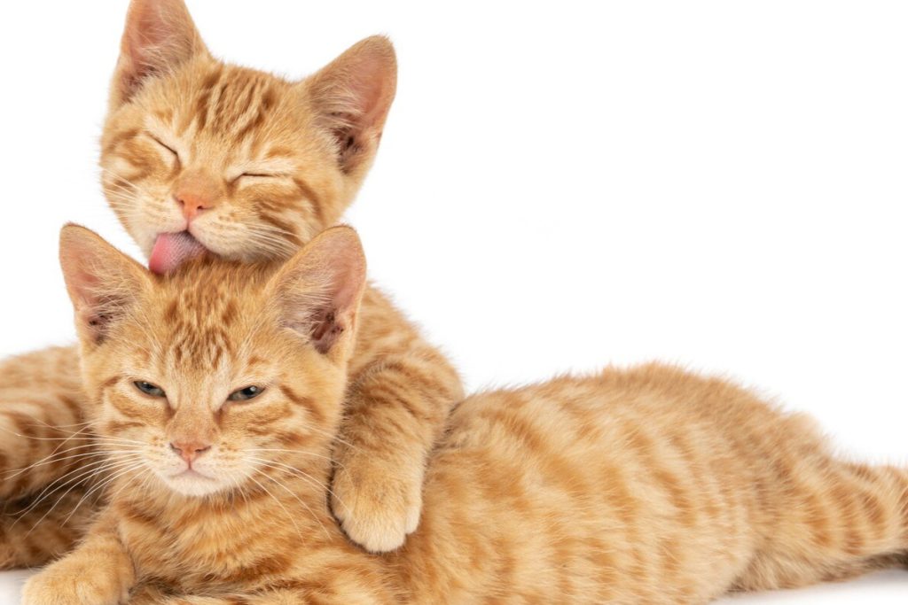 Gatinhos laranja brincando e se abraçando