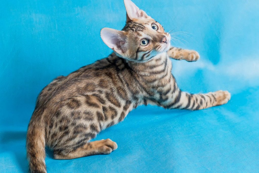 Gato Bengal com pelagem malhada em fundo azul