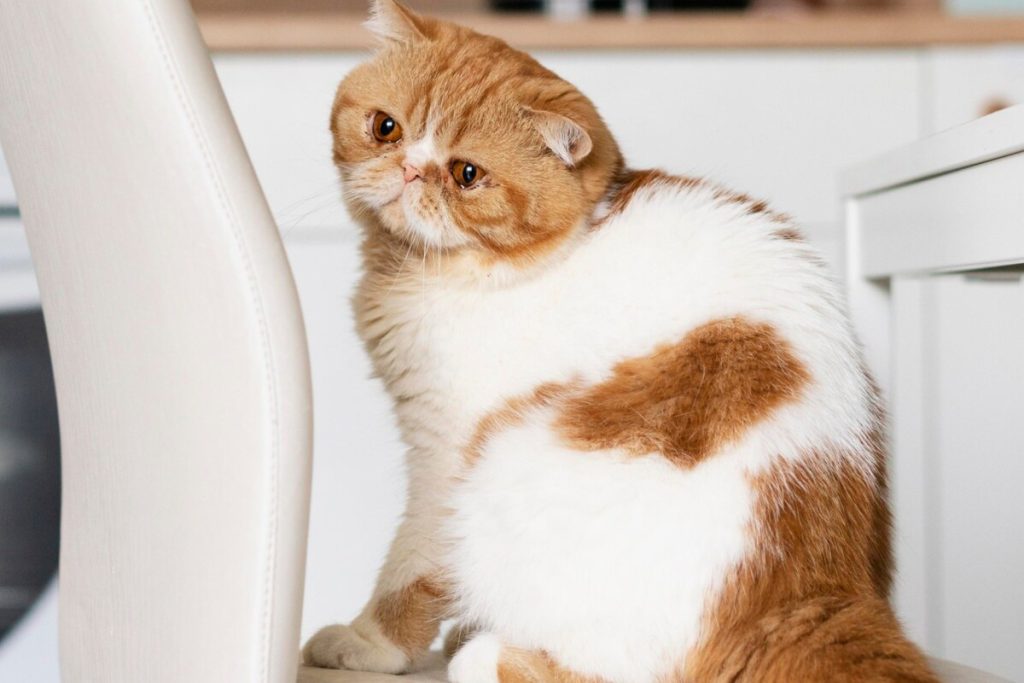 Gato exótico de pelagem laranja e branca sentado
