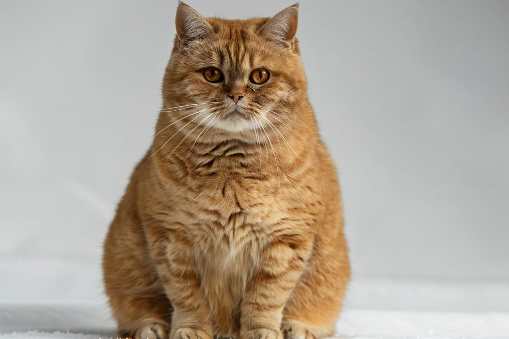 gato laranja sentado em fundo neutro