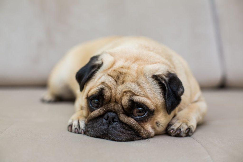 Pug deitado com olhar triste no sofá