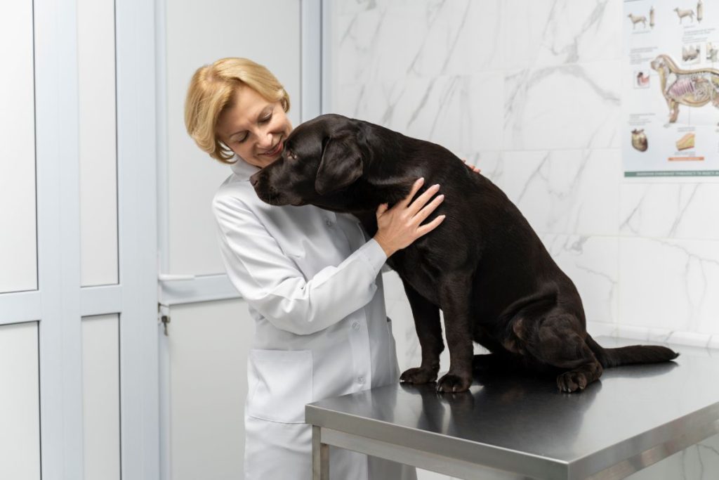 Veterinária acariciando um labrador no consultório