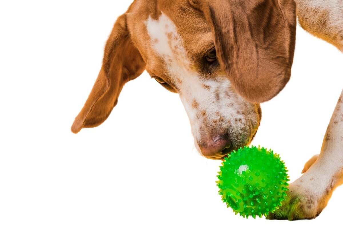 Cachorro brincando com bola verde de borracha
