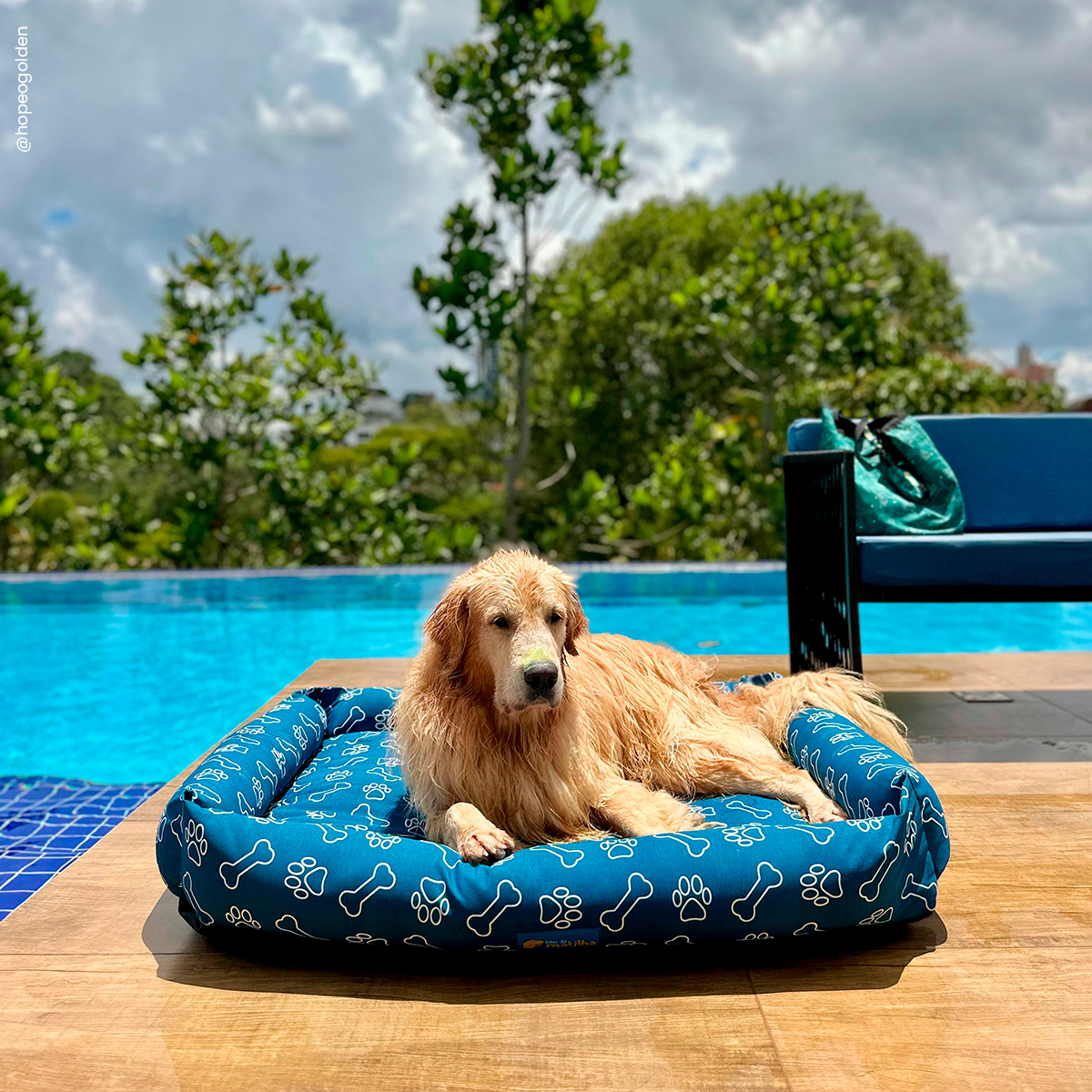 Cachorro Golden Retriever relaxando em cama perto da piscina