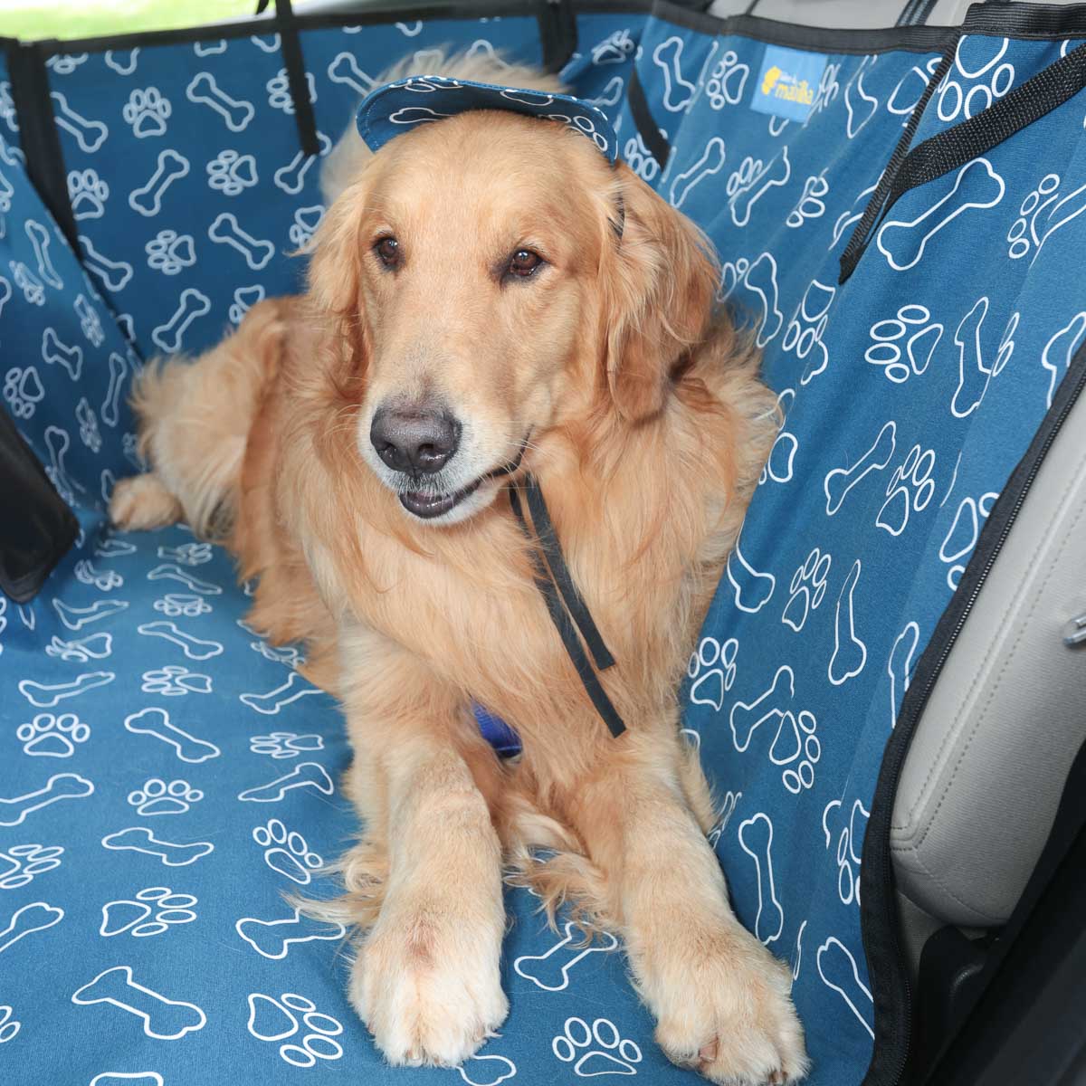 Cachorro da raça Golden Retriever em carro