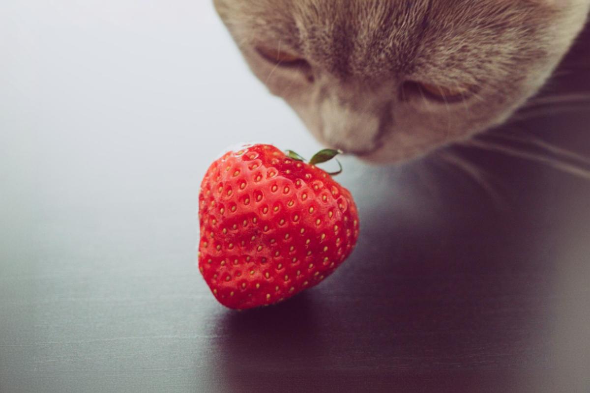 Gato curioso cheirando um morango vermelho