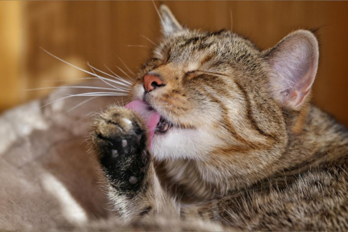 Gato se limpando, com expressão relaxada