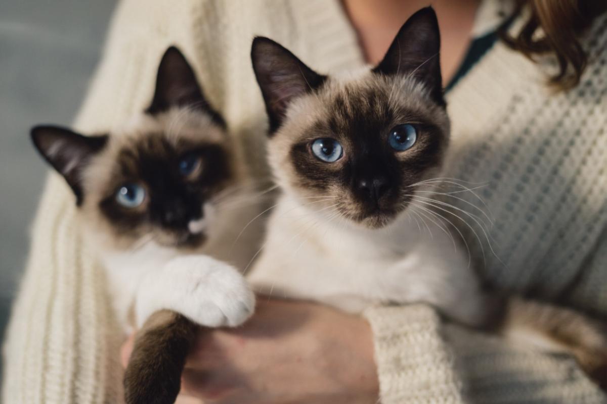 Gato siameses com olhos azuis sendo segurados