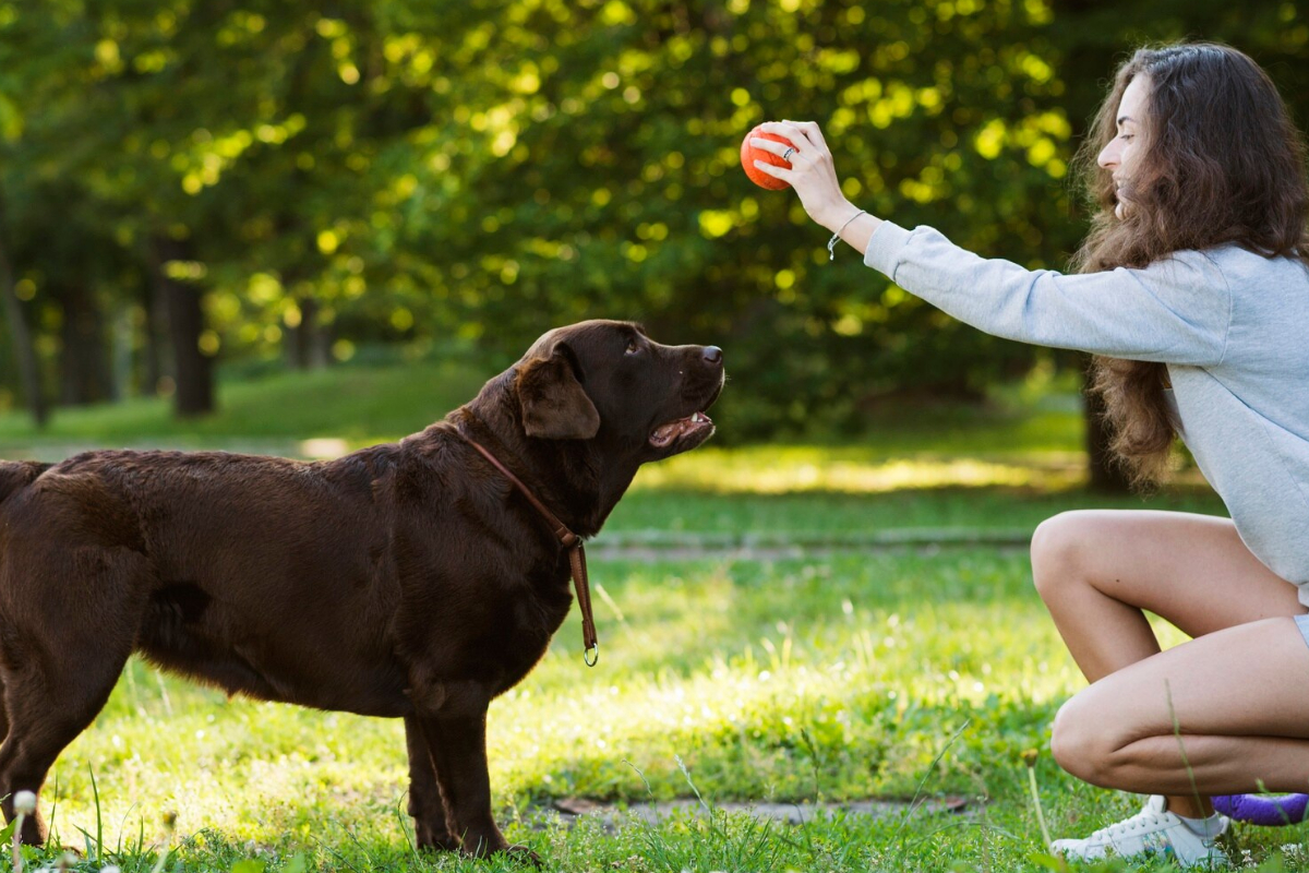 Mulher joga bola para cachorro em parque.