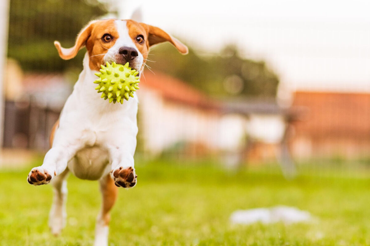 Cachorro brincando com bola verde no gramado