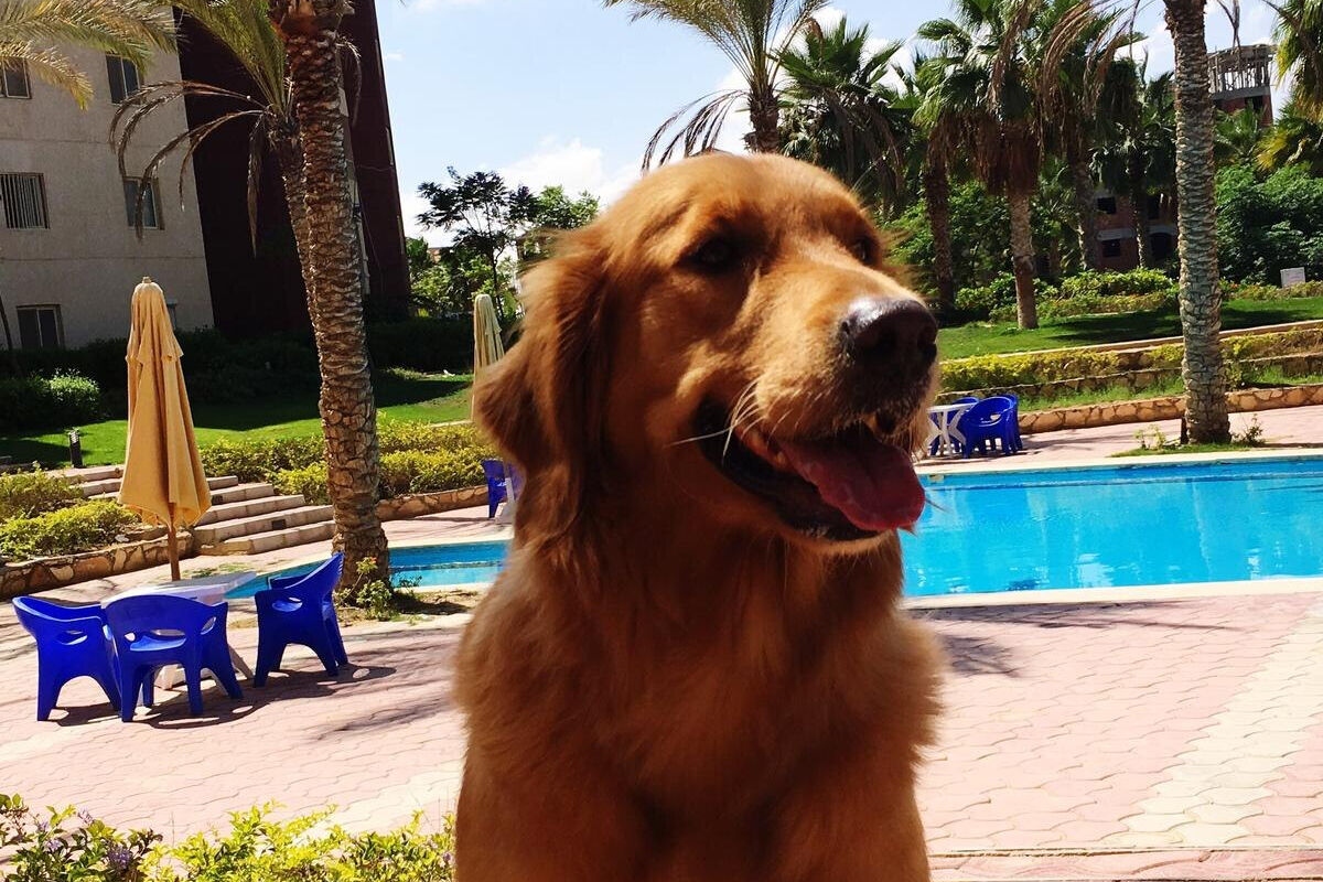 Cachorro Golden Retriever ao lado da piscina