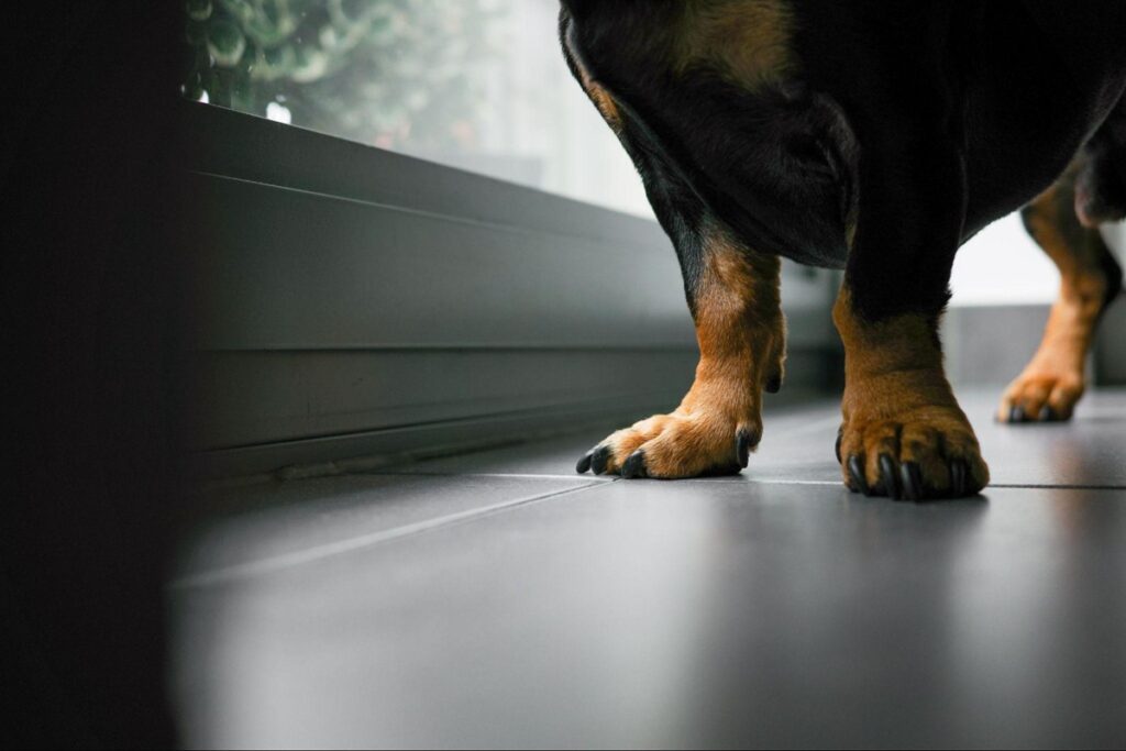 Close nas patas dianteiras de um cachorro em piso interno, destacando postura e apoio corporal.