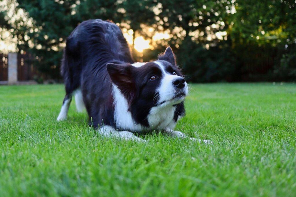 Cachorro preto e branco se alongando sobre a grama em ambiente externo.