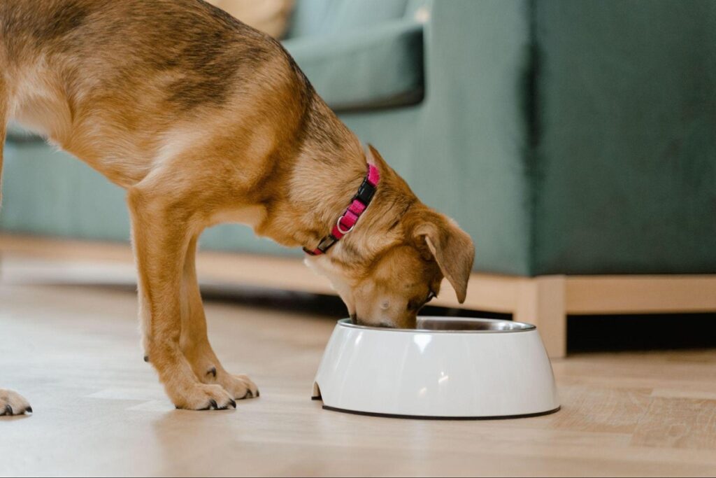 Cachorro de porte médio comendo em um pote branco no chão dentro de casa.