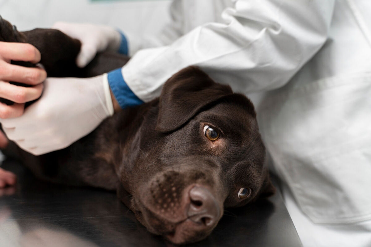 Cão Labrador sendo examinado por veterinário