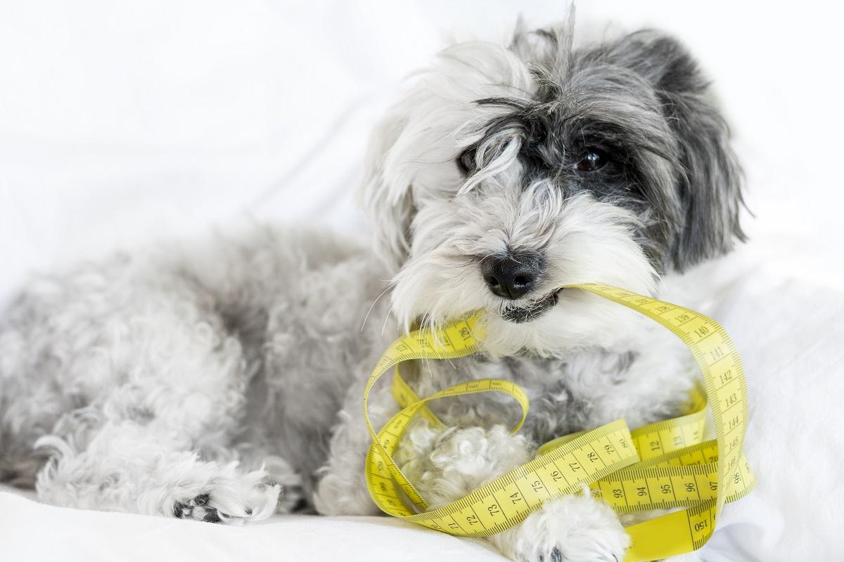 Um cachorro de pequeno porte com pelagem longa e ondulada nas cores branca, cinza e preta está deitado em uma superfície branca, segurando uma fita métrica amarela com a boca.