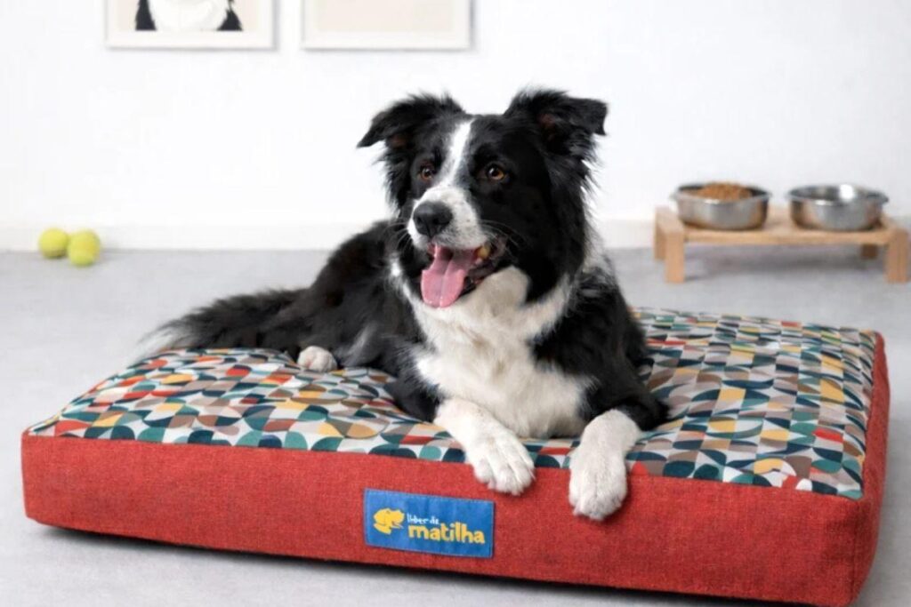 Border Collie deitado em cama colchonete estampada para cachorro dentro de casa.