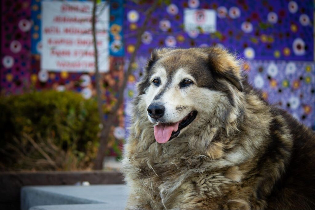 Um cachorro de porte gigante com pelagem muito longa, densa e armada nas cores preta, cinza e bege, assemelhando-se a um Pastor do Cáucaso, está deitado em close de perfil olhando para a esquerda, com a boca entreaberta e a língua rosada para fora.
