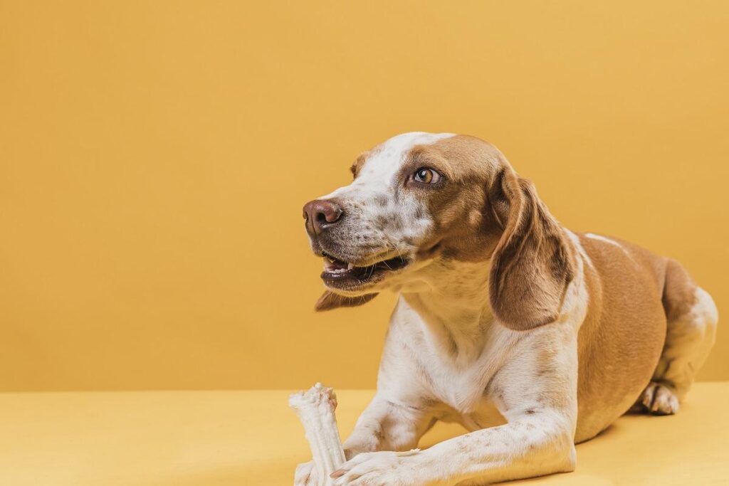 Um cachorro de médio porte com pelagem branca e manchas caramelo está deitado de bruços em uma superfície amarela, olhando para o lado esquerdo com a boca levemente aberta, diante de um fundo amarelo liso.