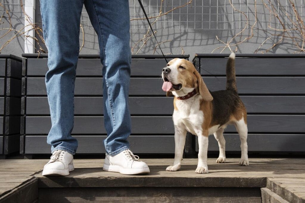 Vista frontal em plano médio de um cachorro da raça Beagle em pé, com a cauda erguida, ao lado das pernas de uma pessoa vestindo calça jeans azul e tênis brancos, sobre um piso de madeira ao ar livre.