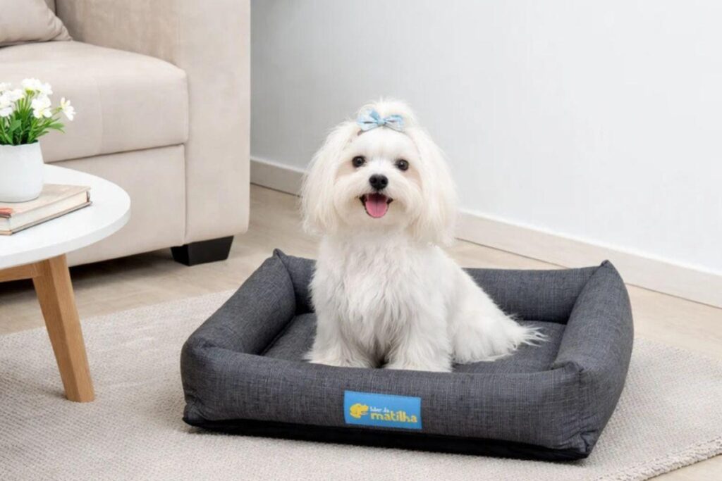 Um cachorro de pequeno porte com pelagem longa e branca, da raça Maltês, usando um laço azul na cabeça, está sentado no centro de uma cama pet retangular cinza-escura com bordas elevadas, disposta sobre um tapete claro em uma sala.