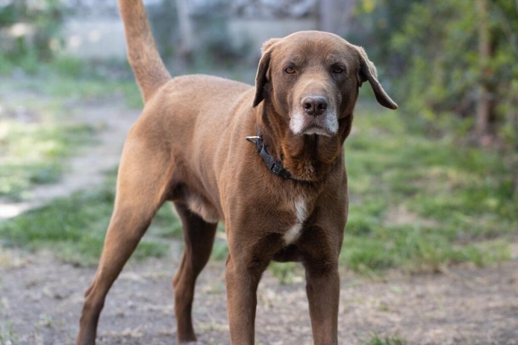Um cachorro de porte médio a grande com pelagem curta na cor chocolate e focinho grisalho, assemelhando-se a um Labrador Retriever idoso, está em pé de perfil em um quintal com grama ao fundo, olhando para a câmera.