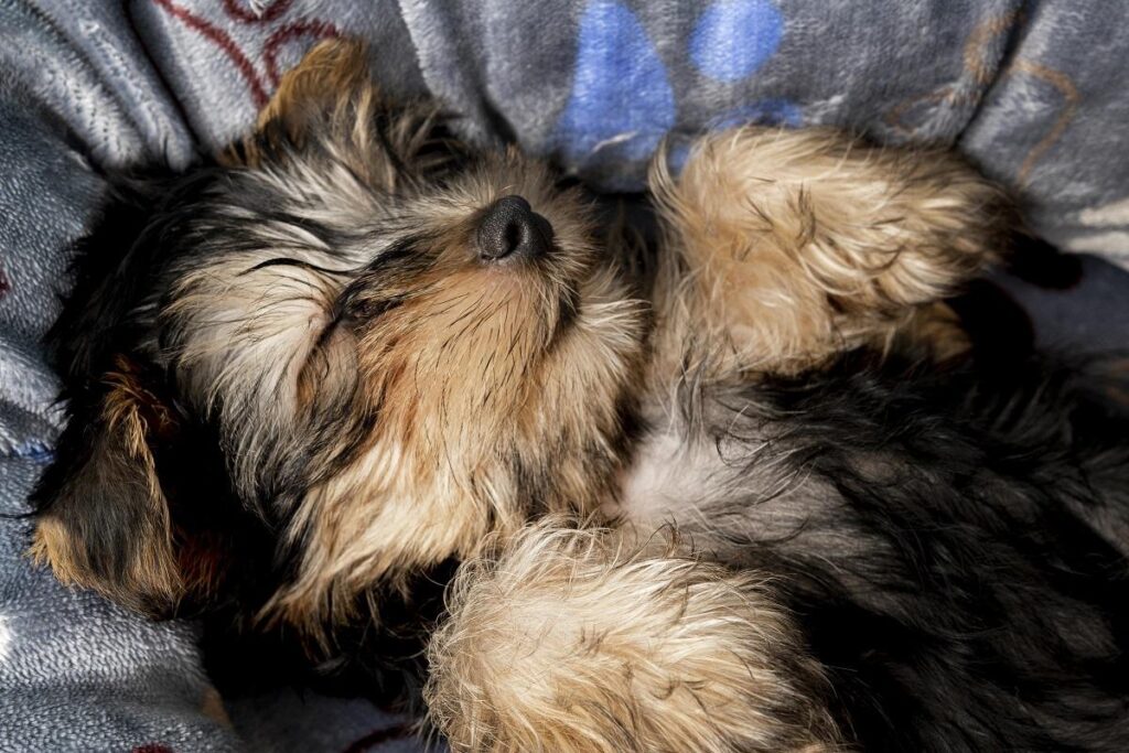 Close de um filhote de cachorro com pelagem longa e sedosa nas cores preto e marrom, da raça Yorkshire Terrier, dormindo de barriga para cima com as patas dianteiras encolhidas sobre uma manta ou cama de pelúcia cinza estampada com pegadas azuis.