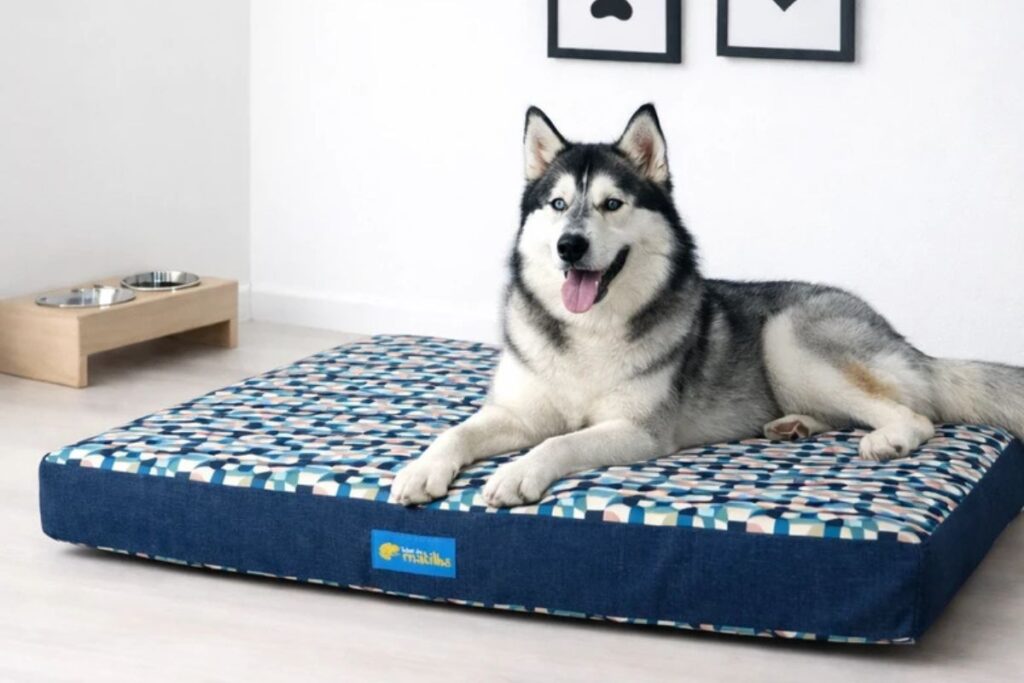 Husky Siberiano deitado em colchão pet azul estampado para cães grandes.