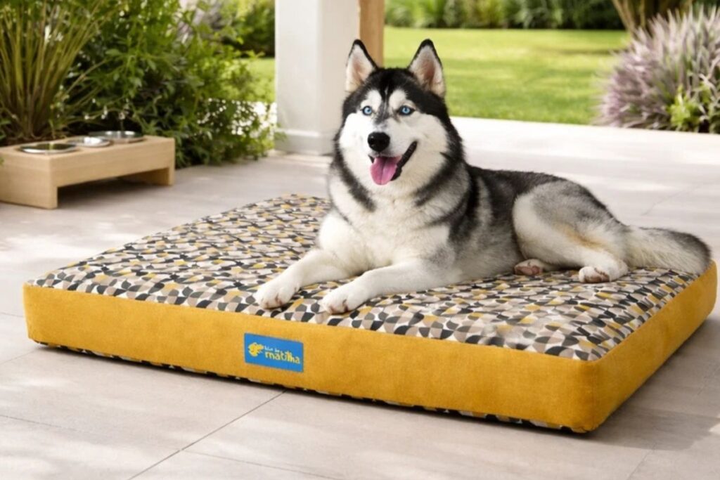 Border Collie deitado em cama colchonete azul estampada para cães.