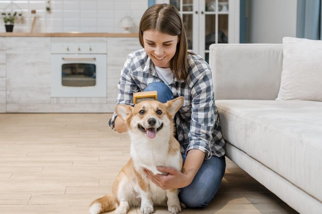 Uma mulher sorridente usa uma escova raspadora amarela para pentear a cabeça de um cachorro da raça Welsh Corgi Pembroke, que está sentado no chão de uma sala com a boca aberta e língua para fora, posicionado ao lado de um sofá cinza.